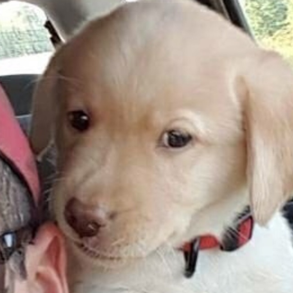 Meet your Posher, Rosy
